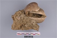 藏品(圓魁蛤化石)的圖片